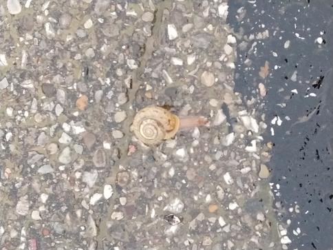 Snail on the Trail