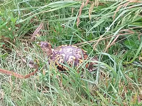 Box turtle checking us out.