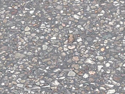 Brown frog on asphalt.