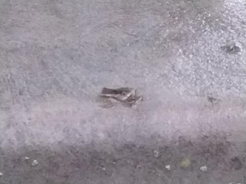 Gray frog on trash bin.