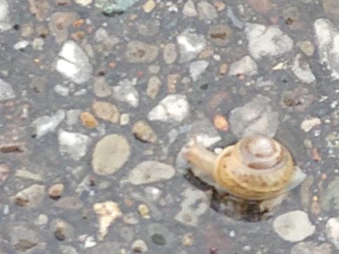 A snail friend.