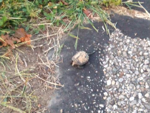 Baby snapping turtle.